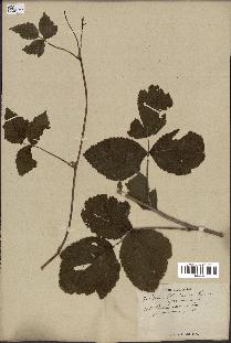 spécimen de Rubus caesius x idaeus