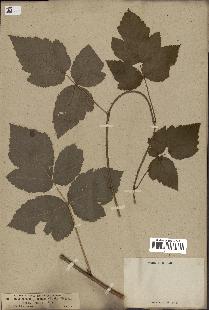 spécimen de Rubus caesius x idaeus