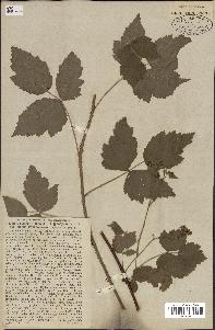 spécimen de Rubus caesius x idaeus