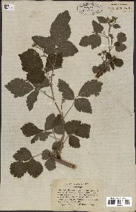 spécimen de Rubus caesius x idaeus