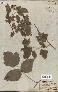 spécimen de Rubus caesius x idaeus