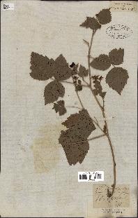 spécimen de Rubus caesius