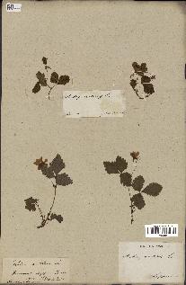 spécimen de Rubus arcticus