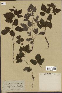 spécimen de Rubus arcticus