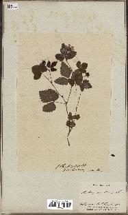 spécimen de Rubus arcticus