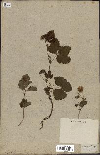 spécimen de Rubus arcticus