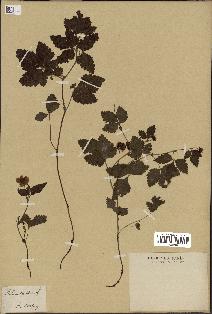 spécimen de Rubus arcticus