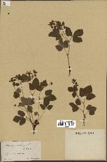 spécimen de Rubus arcticus