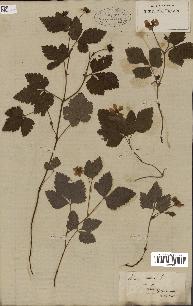 spécimen de Rubus arcticus