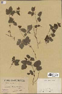 spécimen de Rubus arcticus