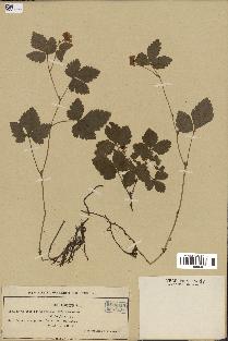 spécimen de Rubus arcticus