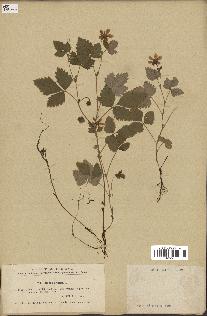 spécimen de Rubus arcticus