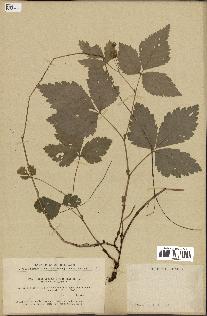 spécimen de Rubus arcticus