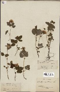 spécimen de Rubus arcticus