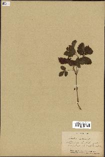 spécimen de Rubus arcticus