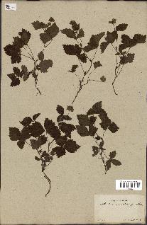 spécimen de Rubus arcticus