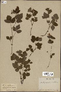 spécimen de Rubus arcticus