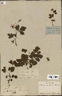 spécimen de Rubus arcticus