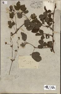 spécimen de Rubus caesius