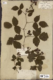 spécimen de Rubus caesius