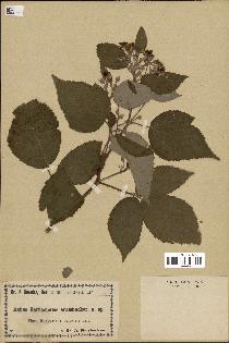 spécimen de Rubus borbasiellus