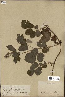 spécimen de Rubus caesius