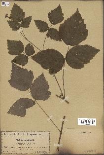 spécimen de Rubus caesius