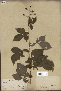 spécimen de Rubus caesius