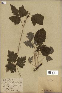 spécimen de Rubus caesius