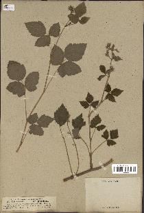 spécimen de Rubus caesius