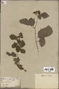 spécimen de Rubus caesius