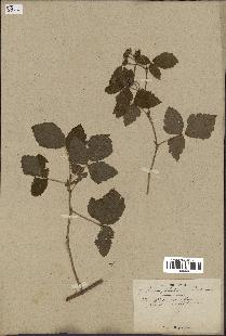 spécimen de Rubus caesius