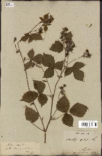 spécimen de Rubus caesius