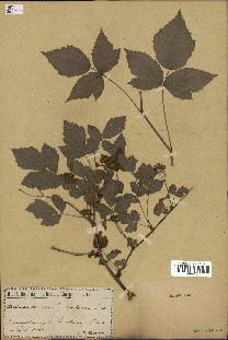 spécimen de Rubus caesius