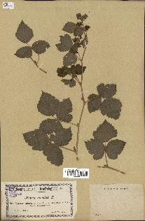 spécimen de Rubus caesius