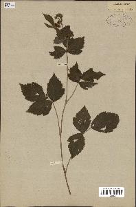 spécimen de Rubus caesius