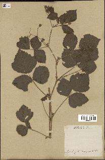 spécimen de Rubus caesius