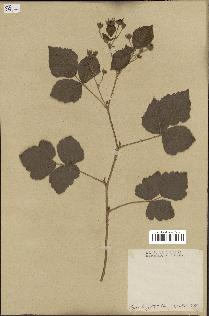 spécimen de Rubus caesius