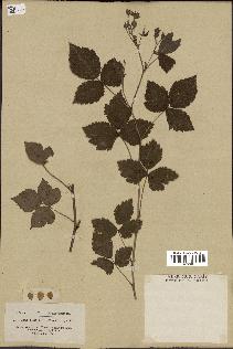 spécimen de Rubus caesius