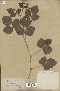 spécimen de Rubus caesius