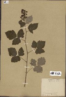 spécimen de Rubus barthianus