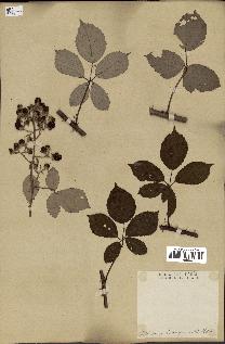 spécimen de Rubus bifrons