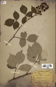 spécimen de Rubus bifrons