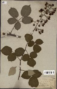 spécimen de Rubus bifrons