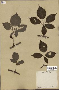 spécimen de Rubus bifrons