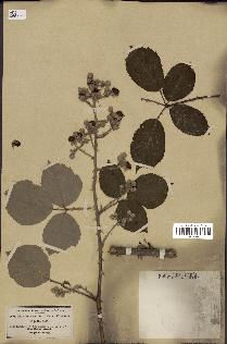spécimen de Rubus bifrons