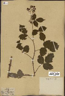 spécimen de Rubus bifrons