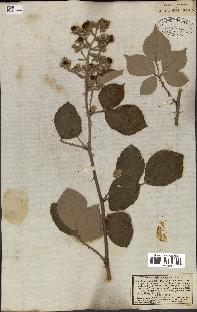 spécimen de Rubus bifrons