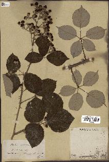 spécimen de Rubus bifrons