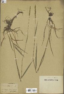 spécimen de Triticum repens